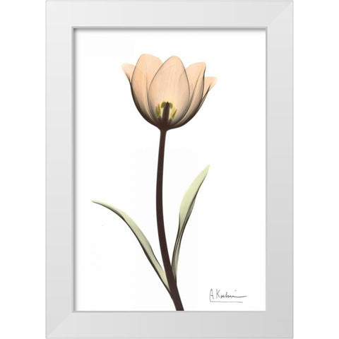 Tulip in Full Color White Modern Wood Framed Art Print by Koetsier, Albert