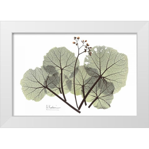 Begonia in Green White Modern Wood Framed Art Print by Koetsier, Albert