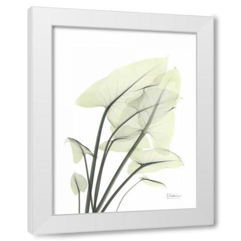 Calla Leaf In Green White Modern Wood Framed Art Print by Koetsier, Albert