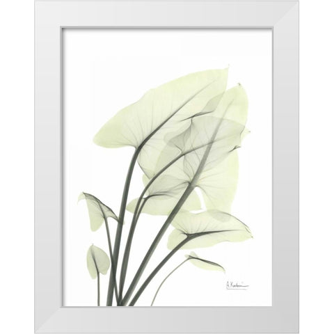 Calla Leaf In Green White Modern Wood Framed Art Print by Koetsier, Albert