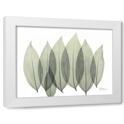 Coculus Leaf In Green White Modern Wood Framed Art Print by Koetsier, Albert