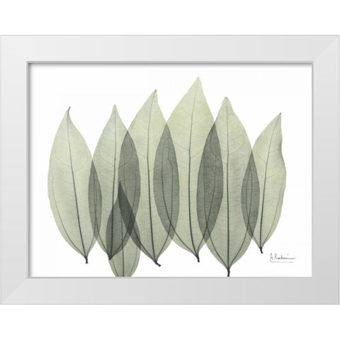 Coculus Leaf In Green White Modern Wood Framed Art Print by Koetsier, Albert