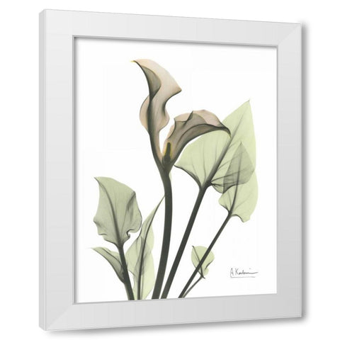 Calla Lily in Green White Modern Wood Framed Art Print by Koetsier, Albert