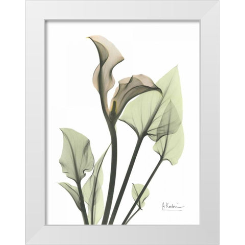 Calla Lily in Green White Modern Wood Framed Art Print by Koetsier, Albert