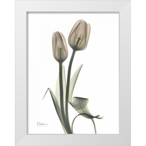 Tulip - Marjorie White Modern Wood Framed Art Print by Koetsier, Albert