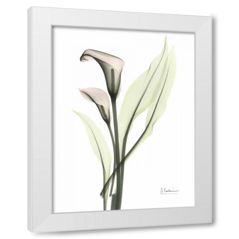 Calla - Marjorie White Modern Wood Framed Art Print by Koetsier, Albert