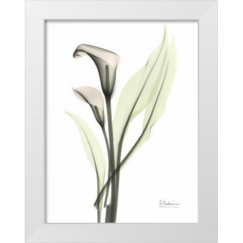 Calla - Marjorie White Modern Wood Framed Art Print by Koetsier, Albert