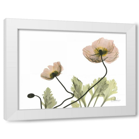 Amandas Iceland Poppies White Modern Wood Framed Art Print by Koetsier, Albert