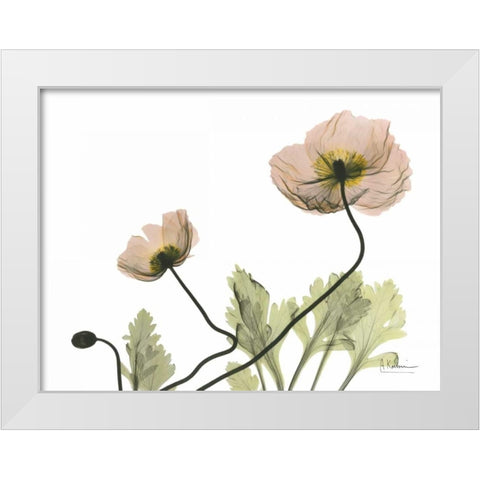 Amandas Iceland Poppies White Modern Wood Framed Art Print by Koetsier, Albert