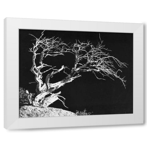 Bodi Tree White Modern Wood Framed Art Print by Koetsier, Albert