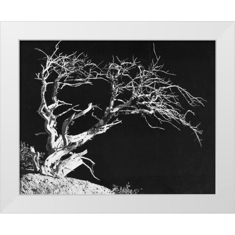 Bodi Tree White Modern Wood Framed Art Print by Koetsier, Albert