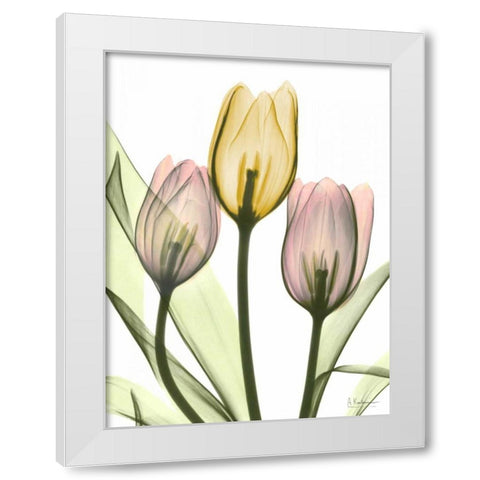 Gentle Tulips White Modern Wood Framed Art Print by Koetsier, Albert