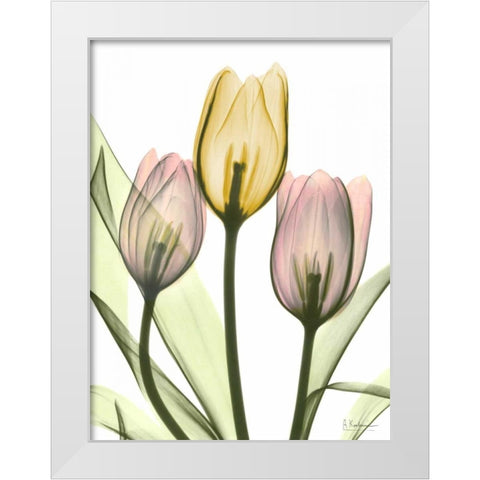 Gentle Tulips White Modern Wood Framed Art Print by Koetsier, Albert
