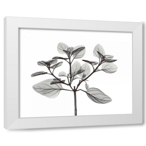 Oregano in BandW White Modern Wood Framed Art Print by Koetsier, Albert