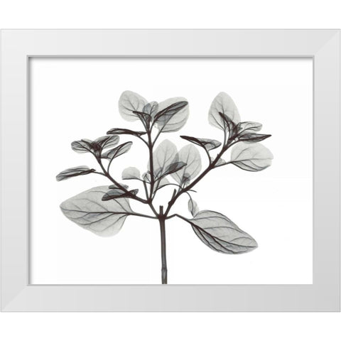 Oregano in BandW White Modern Wood Framed Art Print by Koetsier, Albert