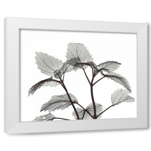 Lemon Balm  in BandW White Modern Wood Framed Art Print by Koetsier, Albert