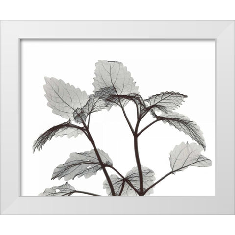 Lemon Balm  in BandW White Modern Wood Framed Art Print by Koetsier, Albert