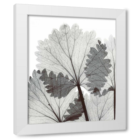 Anise  in BandW White Modern Wood Framed Art Print by Koetsier, Albert