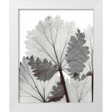 Anise  in BandW White Modern Wood Framed Art Print by Koetsier, Albert