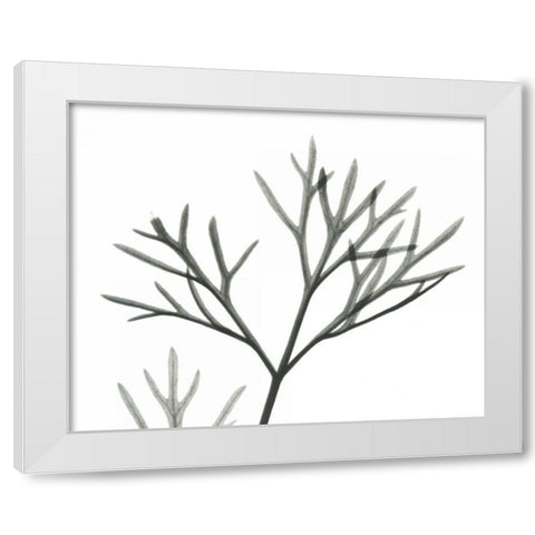 Dill  in BandW White Modern Wood Framed Art Print by Koetsier, Albert