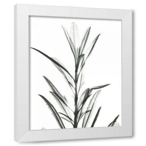 Hyssop  in BandW White Modern Wood Framed Art Print by Koetsier, Albert