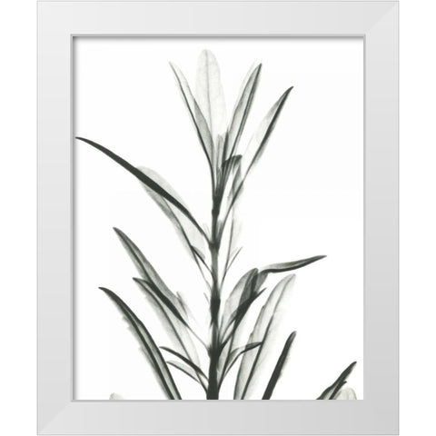 Hyssop  in BandW White Modern Wood Framed Art Print by Koetsier, Albert