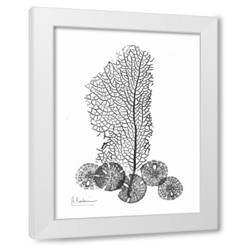 Sea Fan and Sand Dollar  in BandW White Modern Wood Framed Art Print by Koetsier, Albert