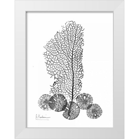 Sea Fan and Sand Dollar  in BandW White Modern Wood Framed Art Print by Koetsier, Albert