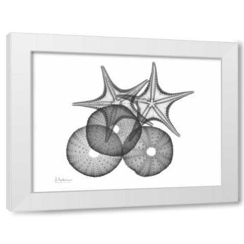 Sea Urchin and Starfish White Modern Wood Framed Art Print by Koetsier, Albert