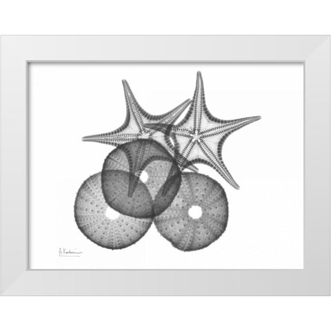 Sea Urchin and Starfish White Modern Wood Framed Art Print by Koetsier, Albert