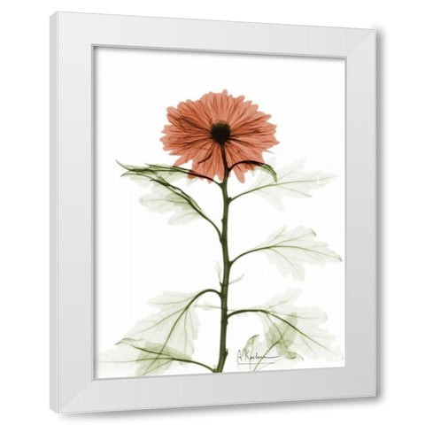 Chrysanthemum for Chrissy White Modern Wood Framed Art Print by Koetsier, Albert