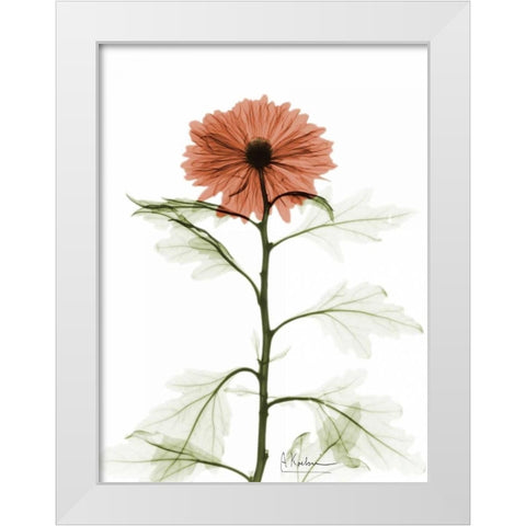 Chrysanthemum for Chrissy White Modern Wood Framed Art Print by Koetsier, Albert