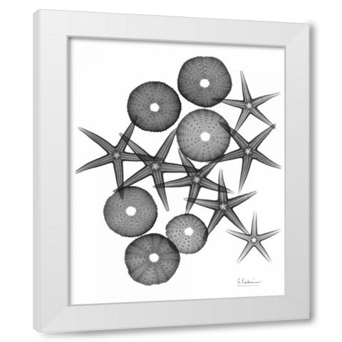 Starfish and Sea Urchin Medley White Modern Wood Framed Art Print by Koetsier, Albert