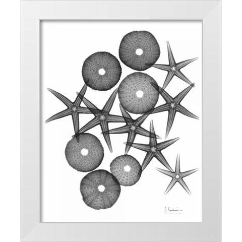 Starfish and Sea Urchin Medley White Modern Wood Framed Art Print by Koetsier, Albert