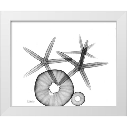 Starfish and Sea Urchin  Arrangement White Modern Wood Framed Art Print by Koetsier, Albert