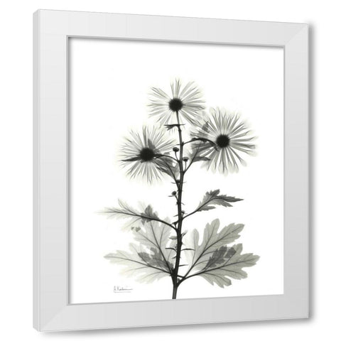 Chrysanthemum for Christine White Modern Wood Framed Art Print by Koetsier, Albert