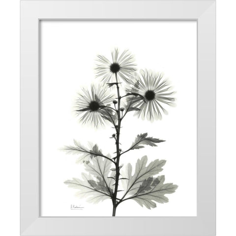 Chrysanthemum for Christine White Modern Wood Framed Art Print by Koetsier, Albert