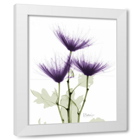 Christines Chrysanthemum White Modern Wood Framed Art Print by Koetsier, Albert