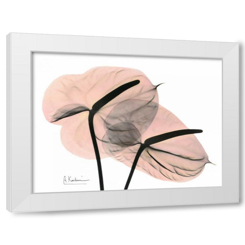 Pink Anthurium White Modern Wood Framed Art Print by Koetsier, Albert