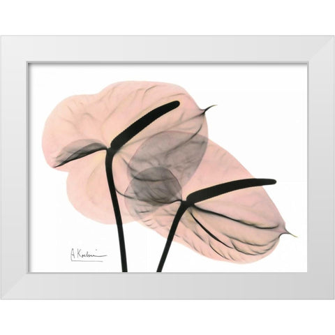 Pink Anthurium White Modern Wood Framed Art Print by Koetsier, Albert