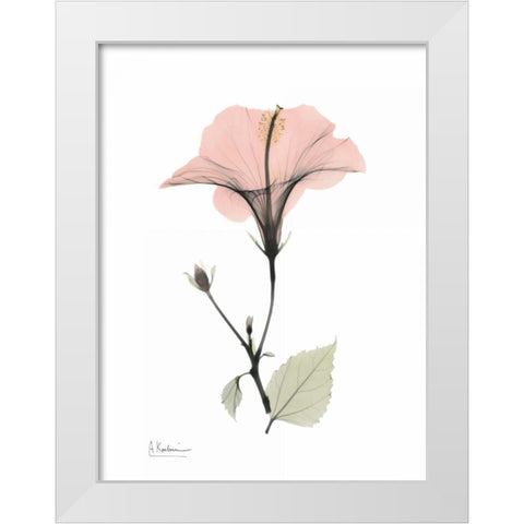 Pink Hibiscus White Modern Wood Framed Art Print by Koetsier, Albert