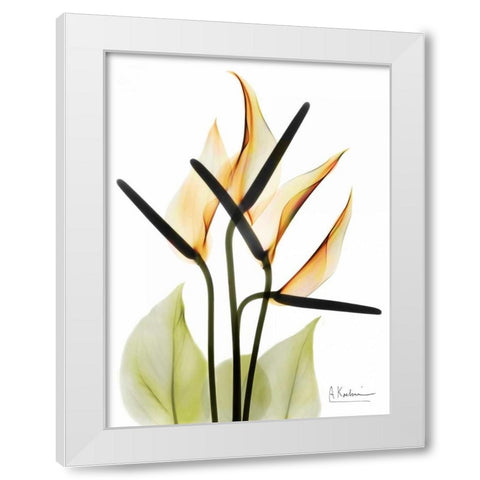 Anthurium White Modern Wood Framed Art Print by Koetsier, Albert