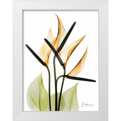 Anthurium White Modern Wood Framed Art Print by Koetsier, Albert