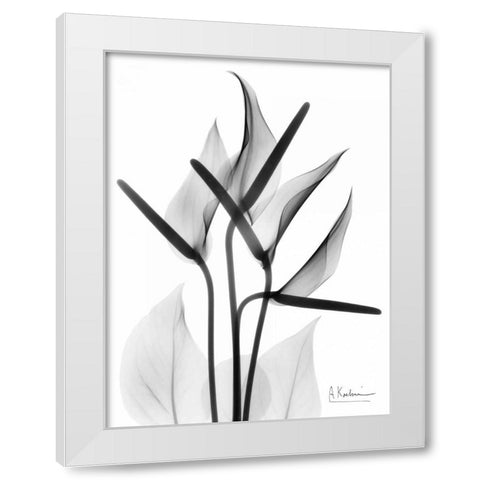 Anthurium in BandW White Modern Wood Framed Art Print by Koetsier, Albert