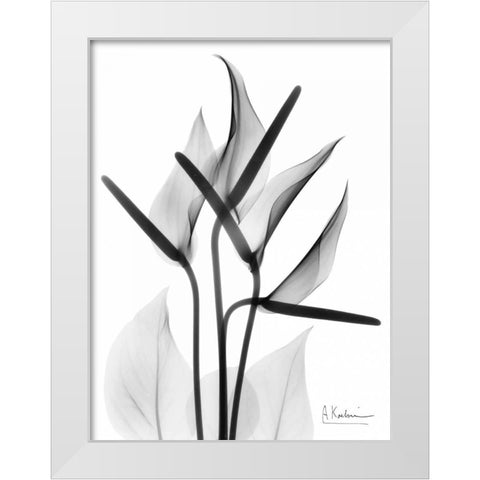 Anthurium in BandW White Modern Wood Framed Art Print by Koetsier, Albert