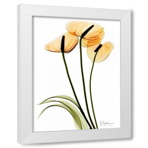 Anthurium White Modern Wood Framed Art Print by Koetsier, Albert