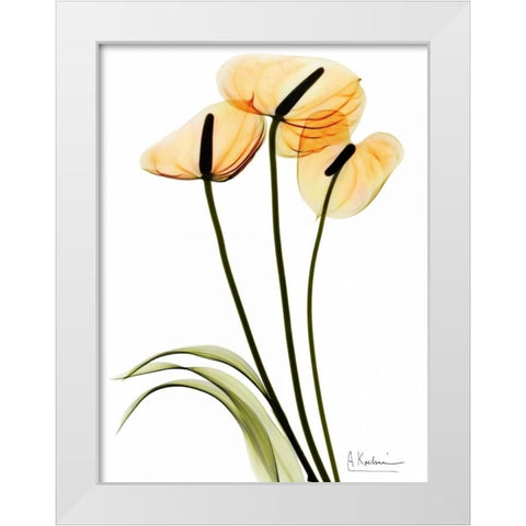 Anthurium White Modern Wood Framed Art Print by Koetsier, Albert