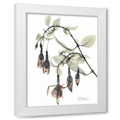 Fuchsia in Color White Modern Wood Framed Art Print by Koetsier, Albert