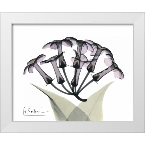 Stephanotis Bunch in Color White Modern Wood Framed Art Print by Koetsier, Albert