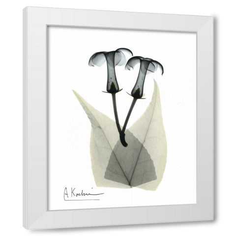 Stephanotis Pair  in Color White Modern Wood Framed Art Print by Koetsier, Albert